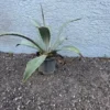 Blue Agave Plant 6-8" Live Cactus - Agave Americana Century Plant in Gallon Pot