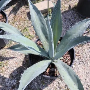 Blue Agave Plant 6-8