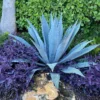 Blue Agave Plant - Live Agave Americana Century Plant - 1 Feet Tall - Gallon Pot