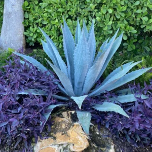 Blue Agave Plant - Live Agave Americana Century Plant - 1 Feet Tall - Gallon Pot