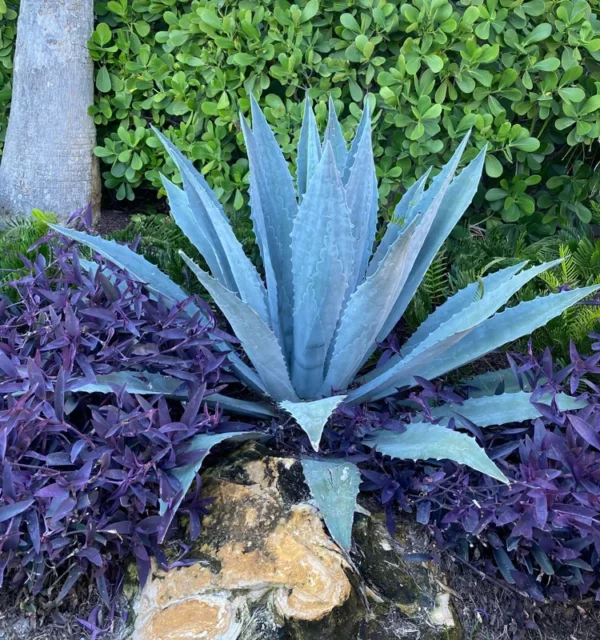 Blue Agave Plant - Live Agave Americana Century Plant - 1 Feet Tall - Gallon Pot