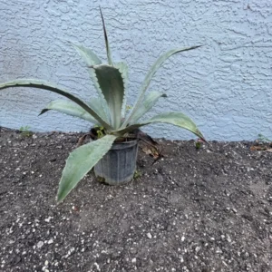 Blue Agave Plant - Live Agave Americana Century Plant - 6-8 Inch Potted Cactus