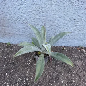 Blue Agave Plant - Live Agave Americana Century Plant - 6-8 Inch Potted Cactus