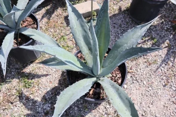 Blue Agave Plant - Live Agave Americana Century Plant - 6-8 Inch Potted Cactus