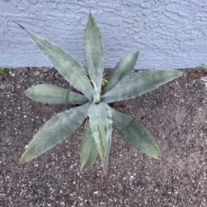 Blue Agave Plant Live Rooted Cactus - Agave Americana Century Plant - 20-24
