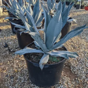 Blue Agave Plant Live Rooted Cactus - Agave Americana Century Plant - 20-24