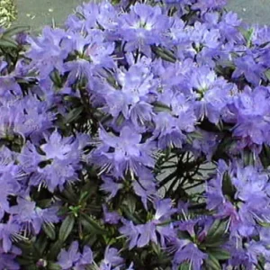 Blue Baron Rhododendron Plant 4 inch Pot Hardy Shrub
