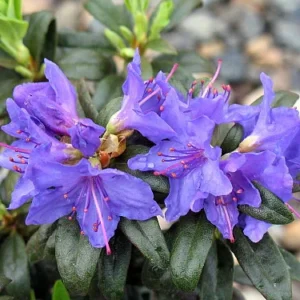 Blue Baron Rhododendron Plant 4 inch Pot Hardy Shrub
