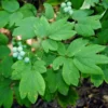 Blue Cohosh Plants - 10 Bare Root Caulophyllum Thalictroides Organic Wildflower Perennial