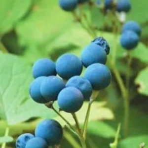 Blue Cohosh Plants - 10 Bare Root Caulophyllum Thalictroides Organic Wildflower Perennial