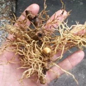 Blue Cohosh Plants - 10 Bare Root Caulophyllum Thalictroides Organic Wildflower Perennial