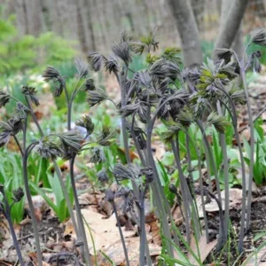 Blue Cohosh Plants - 10 Bare Root Caulophyllum Thalictroides Organic Wildflower Perennial