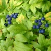 Blue Cohosh Plants - 3 Bare Root Caulophyllum Thalictroides Organic Perennial Shade Plant