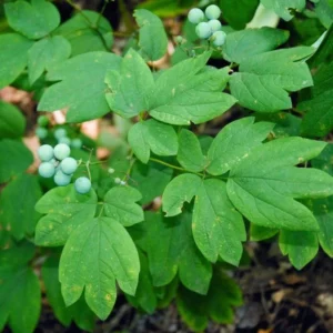 Blue Cohosh Plants - 3 Bare Root Caulophyllum Thalictroides Organic Perennial Shade Plant