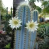 Blue Column Cactus Pilocereus Pachicladus - 2 Pack - 2" Pots - Unique Blue Cactus