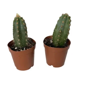 Blue Column Cactus Pilocereus Pachicladus - 2 Pack - 2" Pots - Unique Blue Cactus