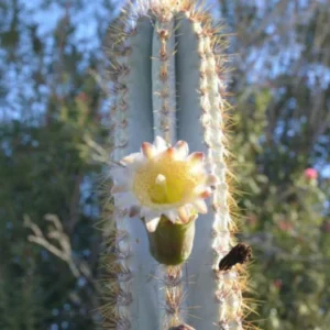 Blue Column Cactus Pilocereus Pachicladus - 2 Pack - 2