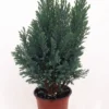 Blue European Cypress Christmas Tree 4" Pot - Chamaecyparis Indoor Outdoor Evergreen
