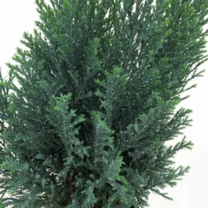 Blue European Cypress Christmas Tree 4" Pot - Chamaecyparis Indoor Outdoor Evergreen
