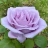 Blue Girl Rose Bush Hybrid Tea Rose Plant 6-12 Inch Purple Blue
