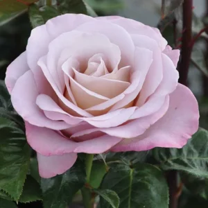 Blue Girl Rose Bush Hybrid Tea Rose Plant 6-12 Inch Purple Blue