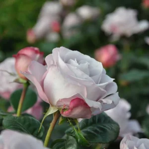 Blue Girl Rose Bush Hybrid Tea Rose Plant 6-12 Inch Purple Blue