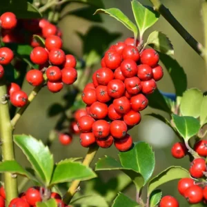 Blue Holly Ilex 4" Pot - Pyramidal Shrub for Sale