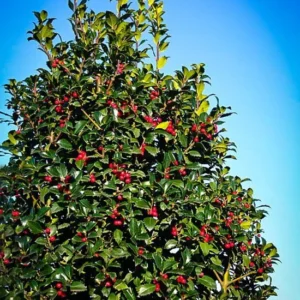 Blue Holly Ilex 4