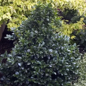 Blue Holly Ilex Castle Wall Variety - 4 Inch Potted Shrub