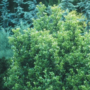 Blue Holly Ilex Castle Wall Variety - 4 Inch Potted Shrub