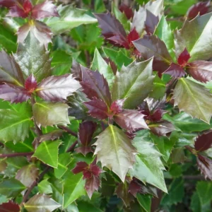 Blue Holly Plant - Ilex 4