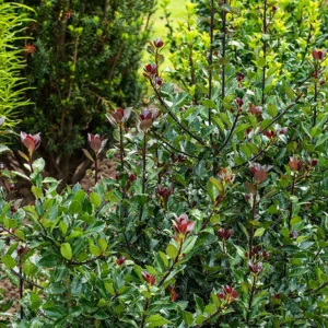 Blue Holly Plant - Ilex 4" Pot - Green and Red Foliage