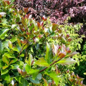 Blue Holly Plant - Ilex 4