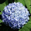 Blue Hydrangea Bush - 12 to 24in Tall Old Fashioned Variety - Bare Root Hydrangea