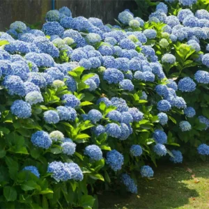 Blue Hydrangea Bush - 12 to 24in Tall Old Fashioned Variety - Bare Root Hydrangea