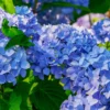Blue Hydrangea Bush 3-Pack - Old Fashioned Bare Root Hydrangea 12 to 24in Tall