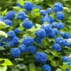 Blue Hydrangea Bush - 5 Bare Root Hydrangea Plants - 12 to 24in Tall - Old Fashioned Variety