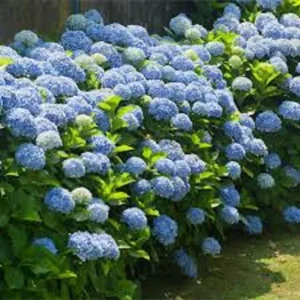 Blue Hydrangea Bush - 5 Bare Root Hydrangea Plants - 12 to 24in Tall - Old Fashioned Variety