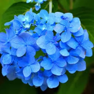 Blue Hydrangea Bush - 5 Bare Root Hydrangea Plants - 12 to 24in Tall - Old Fashioned Variety