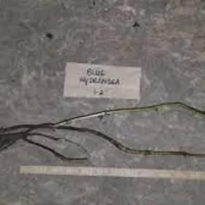 Blue Hydrangea Bush - 5 Bare Root Hydrangea Plants - 12 to 24in Tall - Old Fashioned Variety