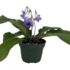 Blue Ice Streptocarpus Plant - 4 Inch Pot - Collector's Streptocarpus Series