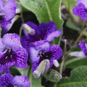 Blue Ice Streptocarpus Plant - 4 Inch Pot - Collector's Streptocarpus Series