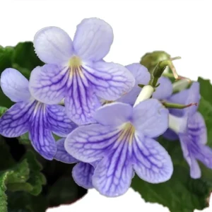 Blue Ice Streptocarpus Plant - 4 Inch Pot - Collector's Streptocarpus Series