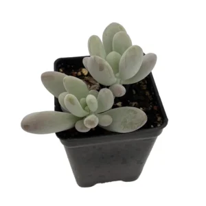 Blue Moonstone Succulent Plant Pachyveria - 2.5 Inch Pot - Unique Upright Form