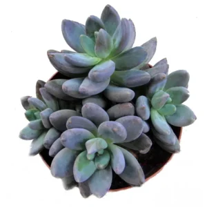 Blue Moonstone Succulent Plant Pachyveria - 2.5 Inch Pot - Unique Upright Form
