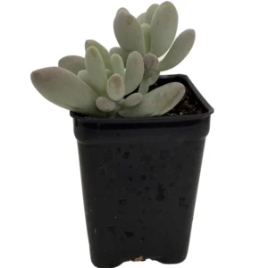 Blue Moonstone Succulent Plant Pachyveria - 2.5 Inch Pot - Unique Upright Form
