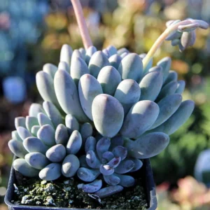 Blue Moonstone Succulent Plant Pachyveria - 2.5 Inch Pot - Unique Upright Form