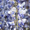 Blue Wisteria Tree Live Plant - 1 FT Tall, 2.5 Inch Pot - Outdoor Vine