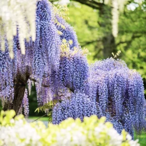 Blue Wisteria Tree Live Plant - 1 FT Tall, 2.5 Inch Pot - Outdoor Vine