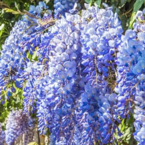 Blue Wisteria Tree Live Plant - 1 FT Tall, 2.5 Inch Pot - Outdoor Vine